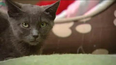 Albergue para gatos Albergue para gatos