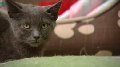 Hipotecan su casa por un albergue de gatos