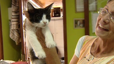 Hipotecan su casa para salvar un albergue felino con 305 gatos
