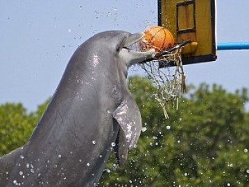 El delfín se ayuda con su nariz para encestar el balón en el aro