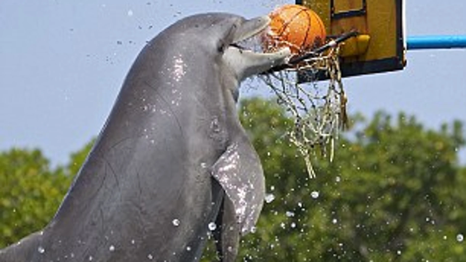 El delfín se ayuda con su nariz para encestar el balón en el aro
