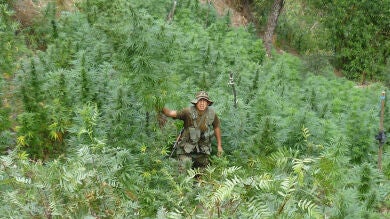 Uruguay debate que el Estado produzca y comercialice marihuana