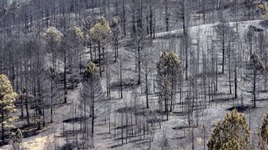 El incendio del Parque Natural del Alto Tajo se ha conseguido estabilizar