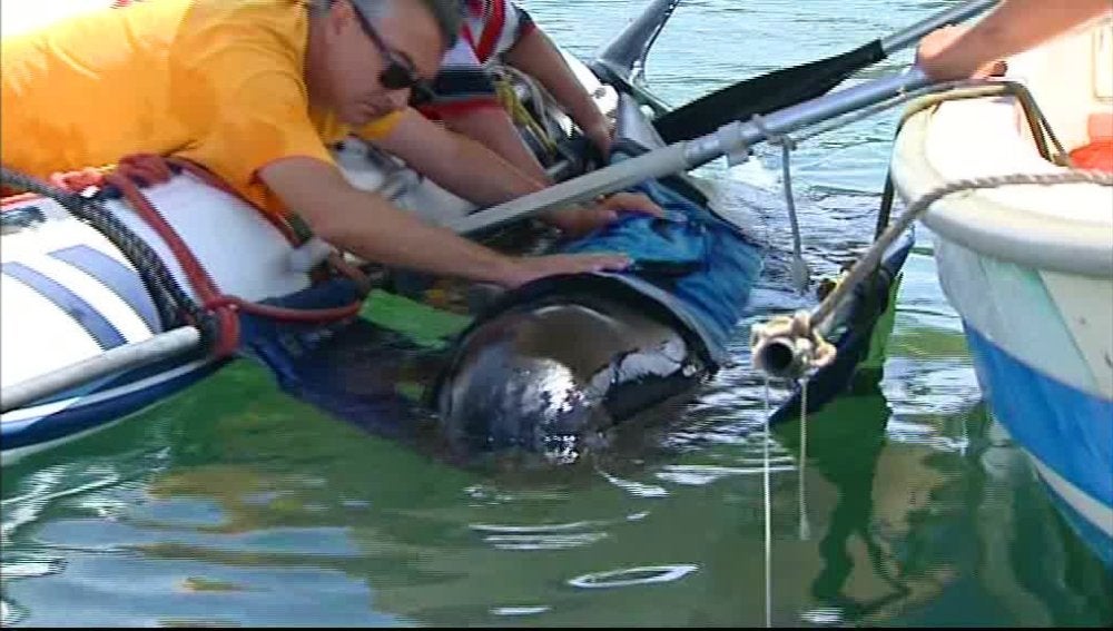  Encuentran una ballena varada en las playas de Almería 