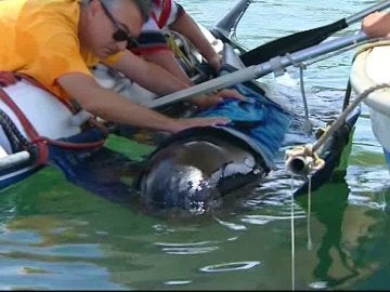 Encuentran una ballena varada en las playas de Almería Encuentran una ballena varada en las playas de Almería