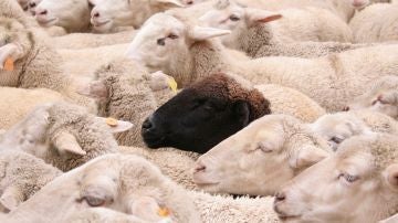 Las ovejas llevarían puesto todo el día un anillo