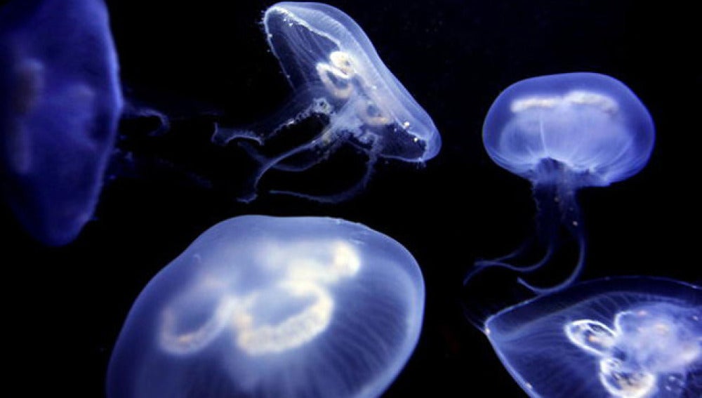 MedJelly te indica el tipo de medusas que te puedes encontrar en cada playa