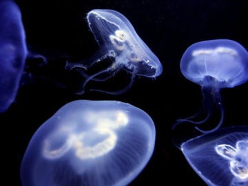 MedJelly te indica el tipo de medusas que te puedes encontrar en cada playa