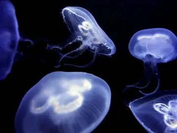 MedJelly te indica el tipo de medusas que te puedes encontrar en cada playa MedJelly te indica el tipo de medusas que te puedes encontrar en cada playa