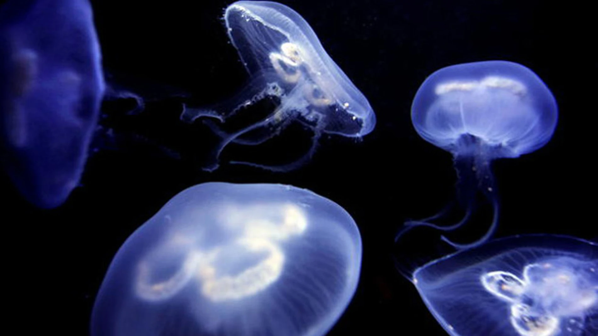 MedJelly te indica el tipo de medusas que te puedes encontrar en cada playa MedJelly te indica el tipo de medusas que te puedes encontrar en cada playa