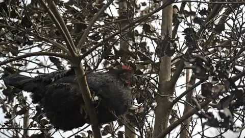 Los incendios de La Gomera y La Palma entran en fase "estacionaria" Los incendios de La Gomera y La Palma entran en fase "estacionaria"