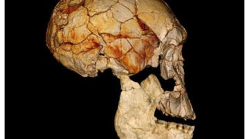 Cráneo hallado en Kenia en 1972