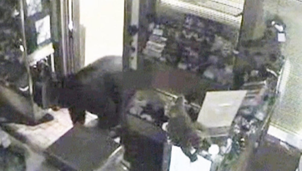 Un oso roba en una tienda de Colorado