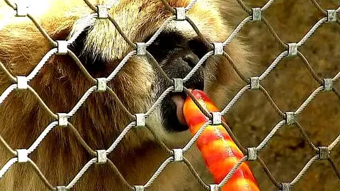 Los animales del zoo de Madrid comen helados contra el calor Los animales del zoo de Madrid comen helados contra el calor