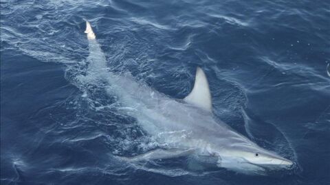 Cerca de 100 personas han sido atacadas por tiburones en el mundo en los &uacute;ltimos meses