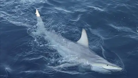 Cerca de 100 personas han sido atacadas por tiburones en el mundo en los últimos meses Cerca de 100 personas han sido atacadas por tiburones en el mundo en los últimos meses