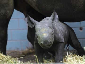 Akili, el pequeño rinoceronte negro