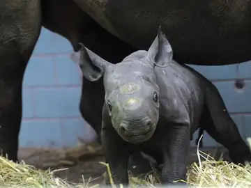 Akili, el pequeño rinoceronte negro Akili, el pequeño rinoceronte negro