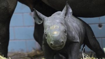 Akili, el pequeño rinoceronte negro