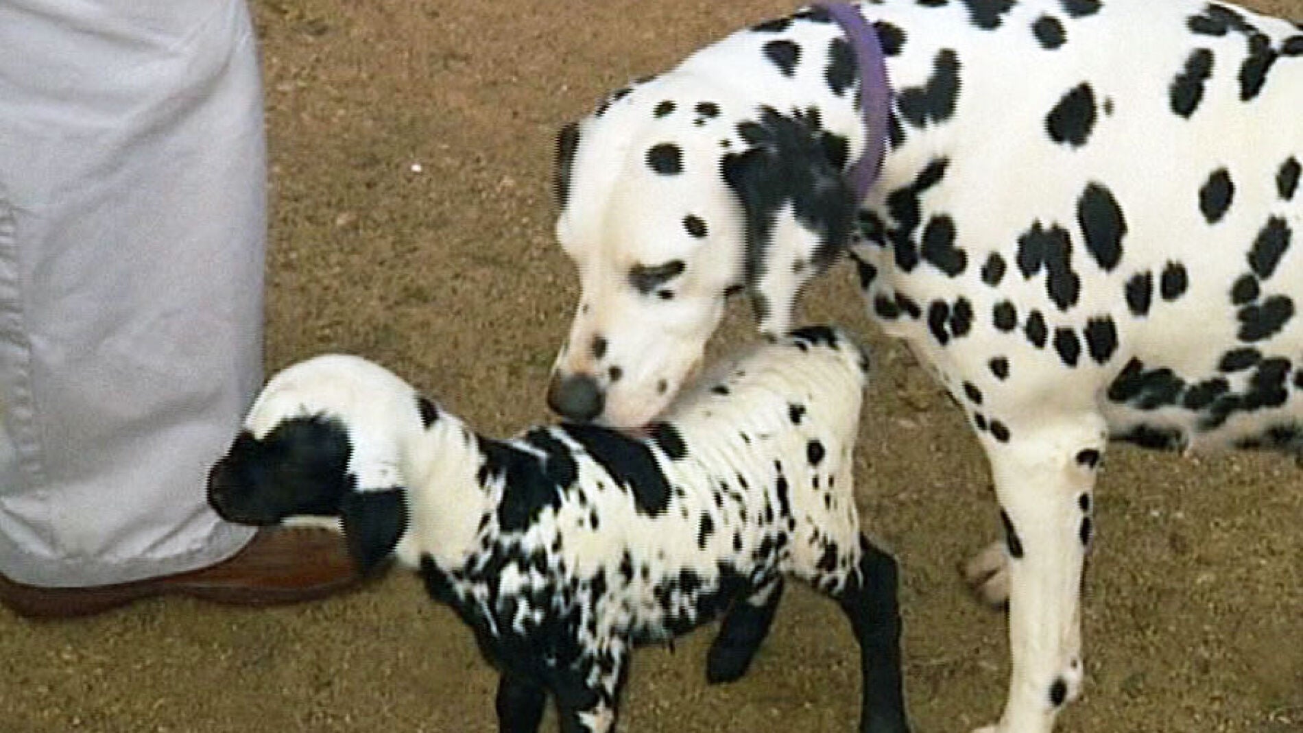 El corderito junto a su madre adoptiva