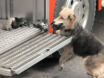 La perrita Amanda con sus cachorros La perrita Amanda con sus cachorros