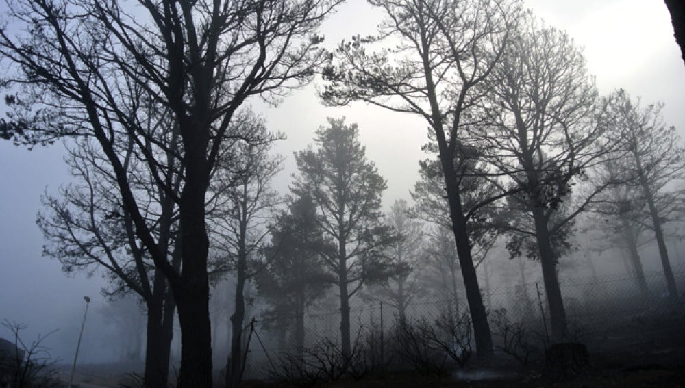 Bosque quemado en la isla de la Gomera