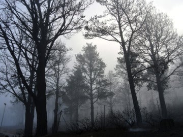 Bosque quemado en la isla de la Gomera