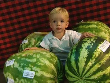 Alfamén celebra el Día de la Sandía Alfamén celebra el Día de la Sandía