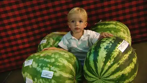 Alfamén celebra el Día de la Sandía Alfamén celebra el Día de la Sandía