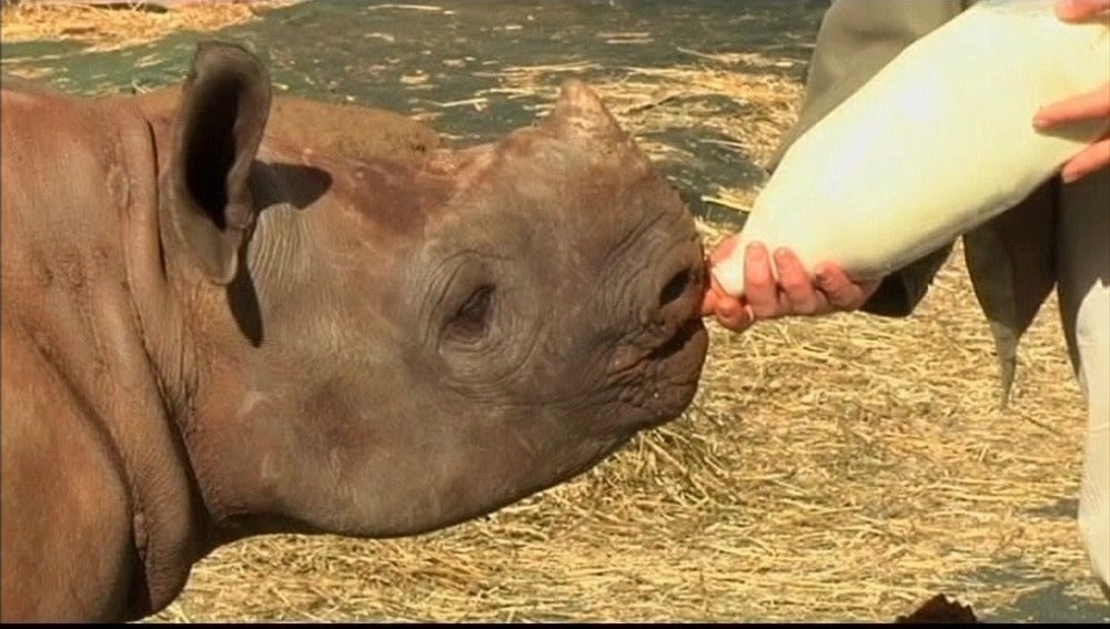 El primer orfanato del mundo para rinocerontes ya tiene un inquilino