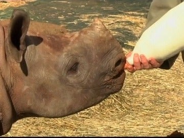 El primer orfanato del mundo para rinocerontes ya tiene un inquilino