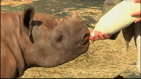 El primer orfanato del mundo para rinocerontes ya tiene un inquilino El primer orfanato del mundo para rinocerontes ya tiene un inquilino