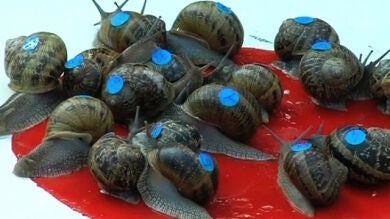 Decenas de caracoles compiten en una carrera en el sur de Francia