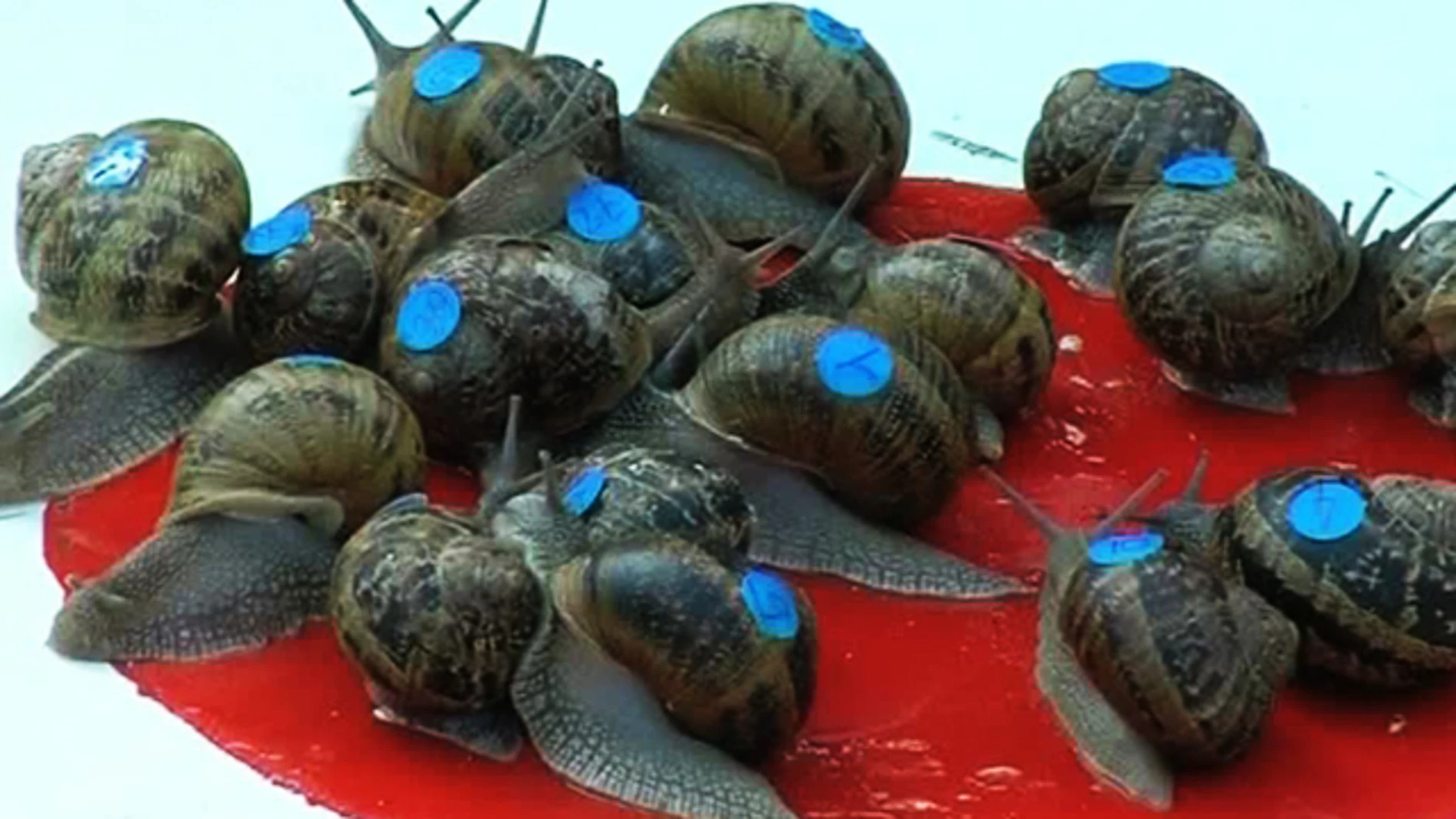  Una carrera de caracoles acapara las miradas en el sur de Francia