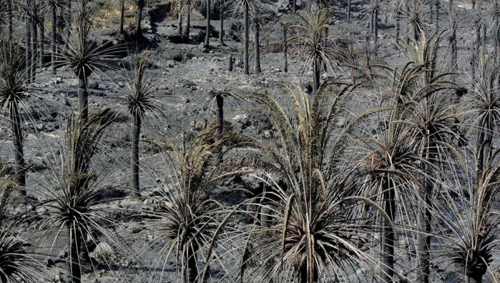 El Gobierno canario anuncia detenciones por el incendio en La Gomera