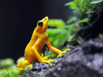 Rana dorada panameña, todo un símbolo en el país Rana dorada panameña, todo un símbolo en el país