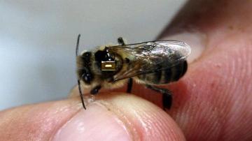 Una abeja con un microchip implantado