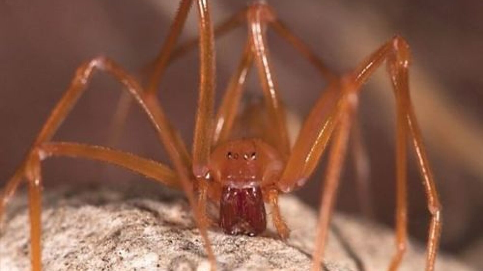 La nueva familia ar&aacute;cnida Trogloraptoridae