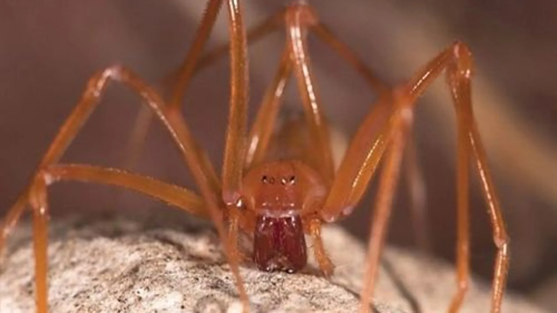La nueva familia arácnida Trogloraptoridae La nueva familia arácnida Trogloraptoridae