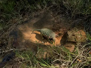 Descubren una posible huella de dinosaurio en el complejo de la NASA Descubren una posible huella de dinosaurio en el complejo de la NASA