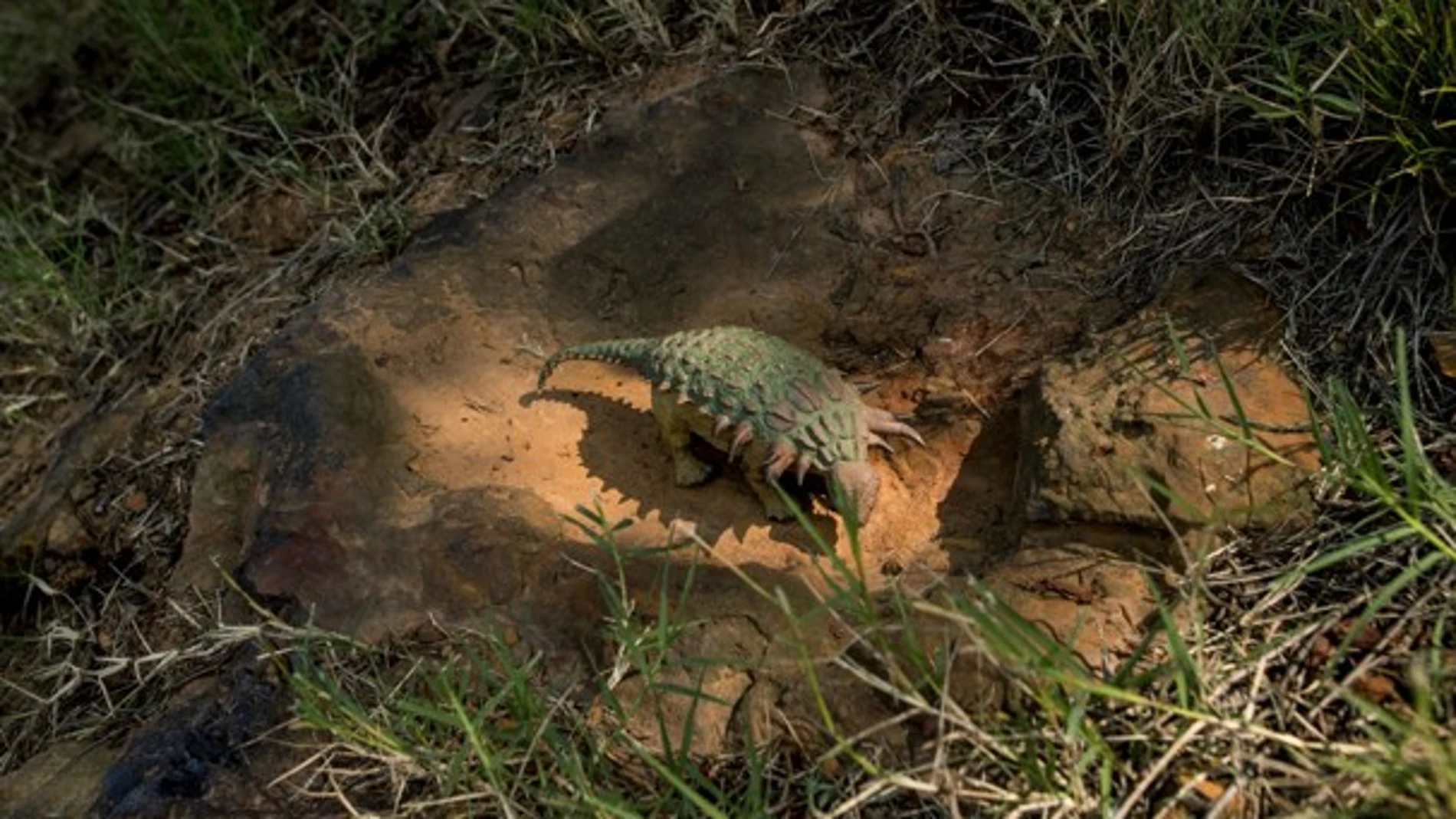 Descubren una posible huella de dinosaurio en el complejo de la NASA Descubren una posible huella de dinosaurio en el complejo de la NASA