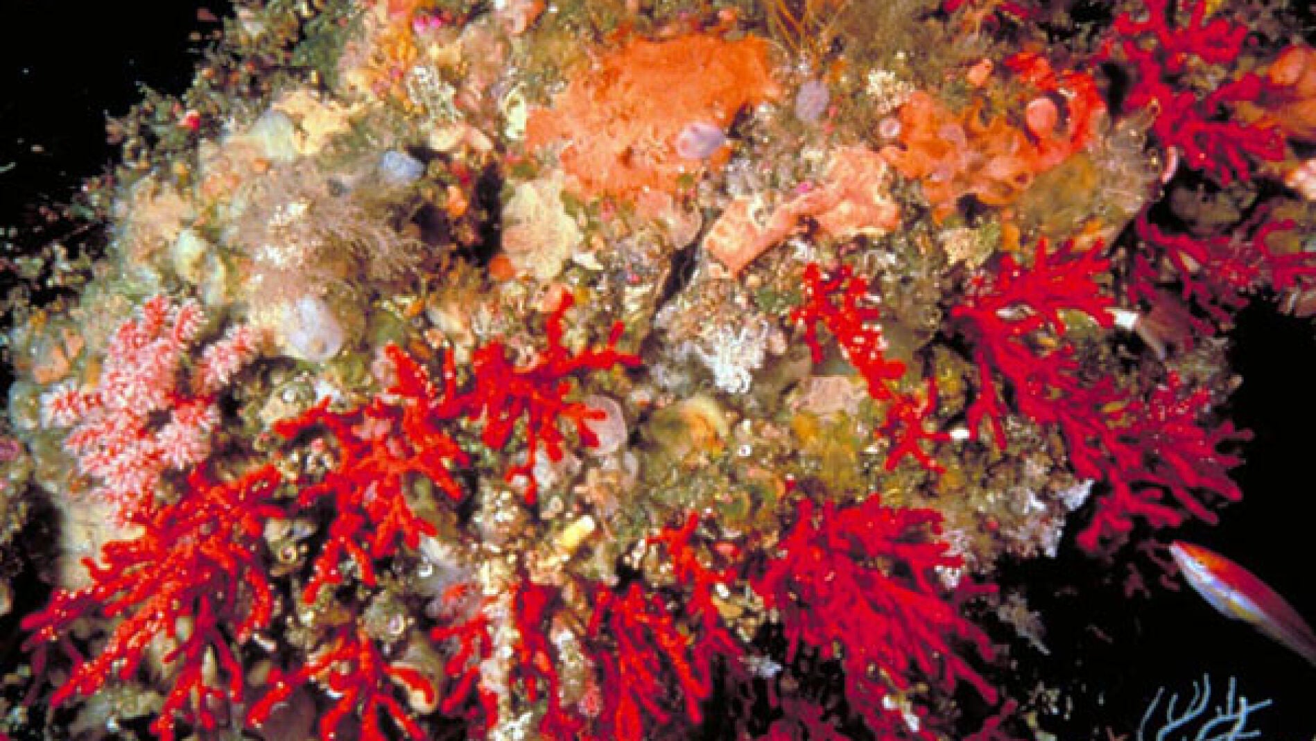 Coral rojo