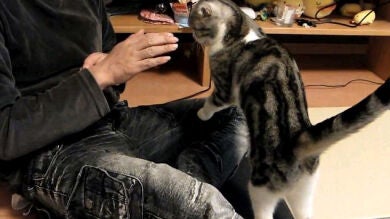 La adorable gatita acróbata