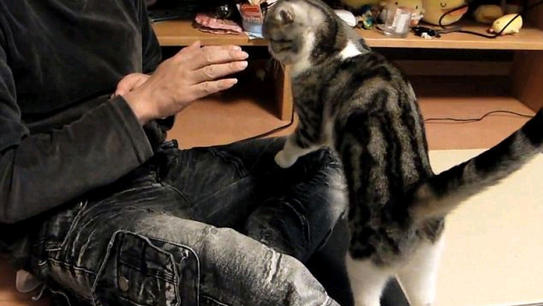 Gata acrobática