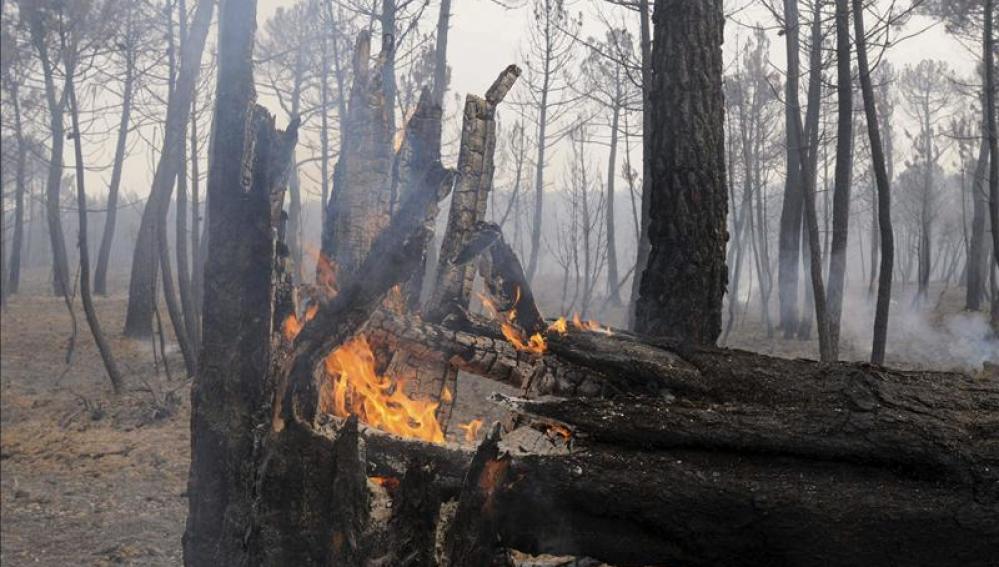 Resultado del incendio que está ardiendo en León