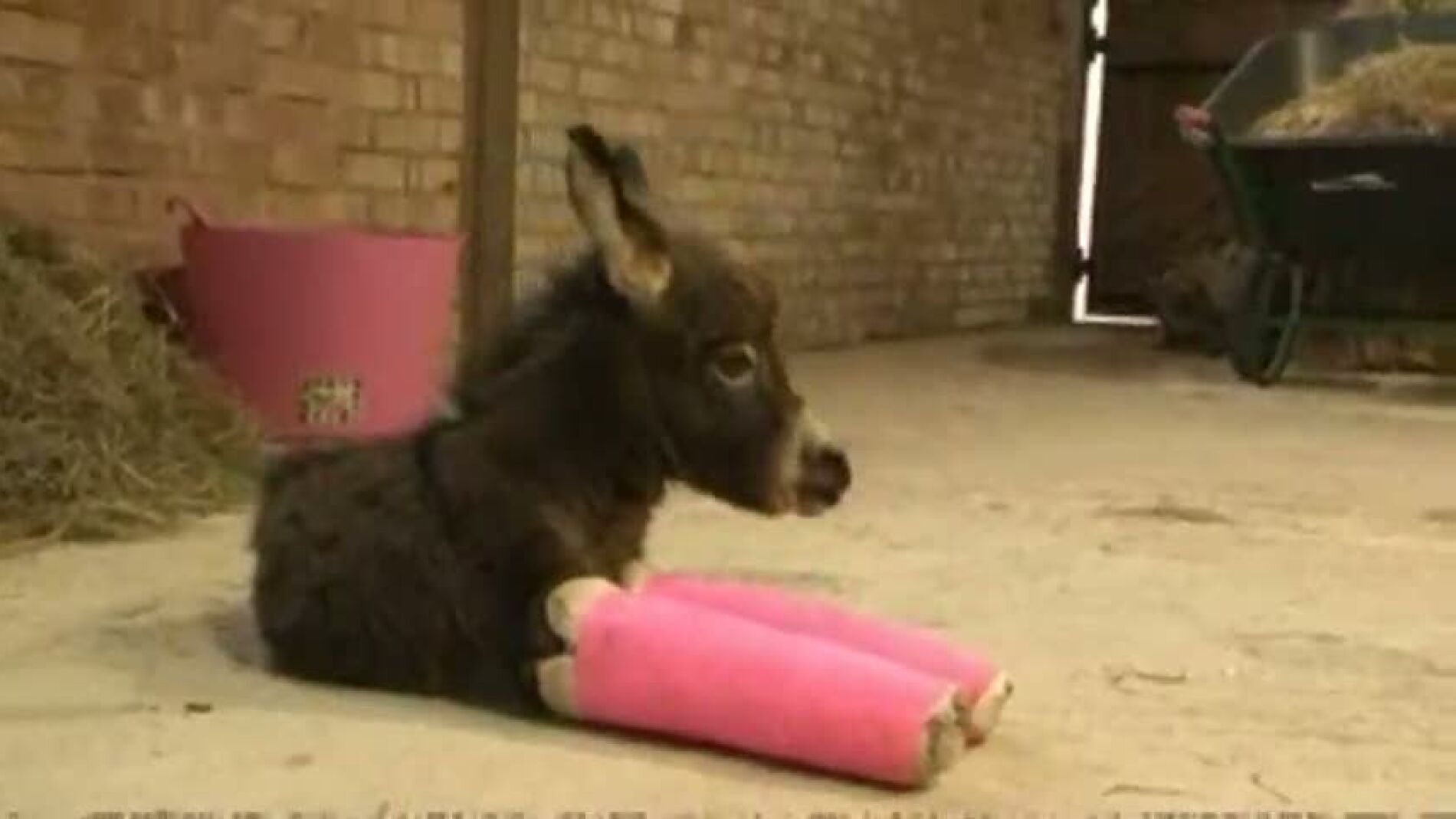 Burro prematuro