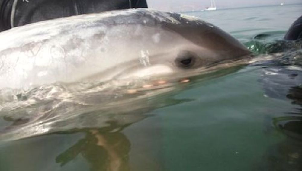 El delfín 'Marcos' en Roquetas de Mar
