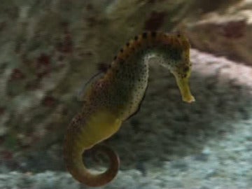 Los caballitos de mar podrían desaparecer por la sobrepesca