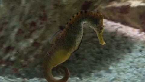 Los caballitos de mar podr&iacute;an desaparecer por la sobrepesca