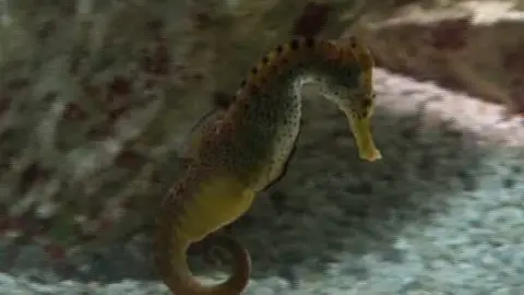 Los caballitos de mar podrían desaparecer por la sobrepesca Los caballitos de mar podrían desaparecer por la sobrepesca